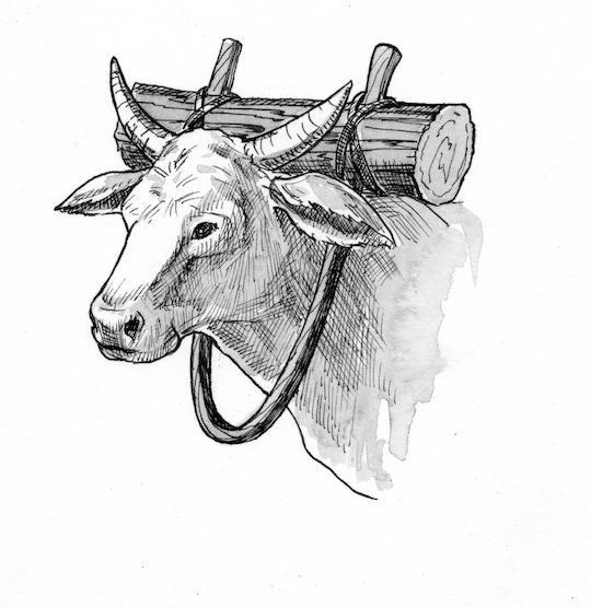 Jeremiah 27:8 Illustration - Yoke of Oxen | Saint Mary's Press