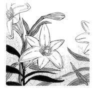 Signs and Symbols: Lily