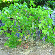 Vineyard Grapes in Israel