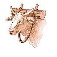 Jeremiah 27:8 Illustration - Yoke of Oxen