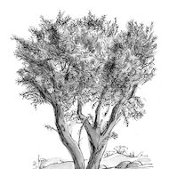Luke 22:39 Illustration - Olive Tree