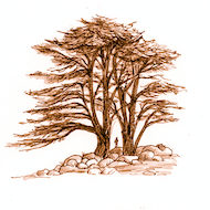 1 Kings 5:20 Illustration - Cedars of Lebanon