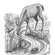 Psalm 42:1-2 Illustration - Deer and Deerstream