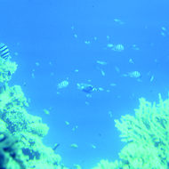 Fish in the Red Sea