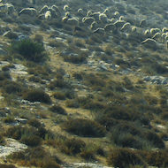 Sheep Grazing in Israel
