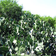 Cacti in Israel