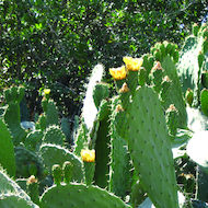 Cactus Flower in Israel