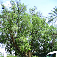 The Tree of Zacchaeus in Jericho, Israel